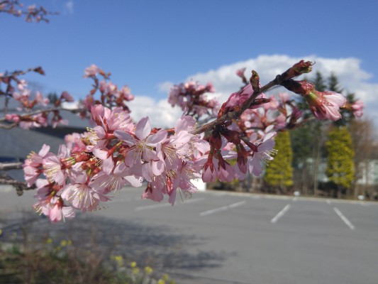 美術館・桜2