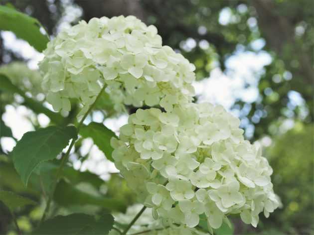 カラーリーフガーデンの植物図鑑 紫陽花 シモツケソウ 軽井沢千住博美術館