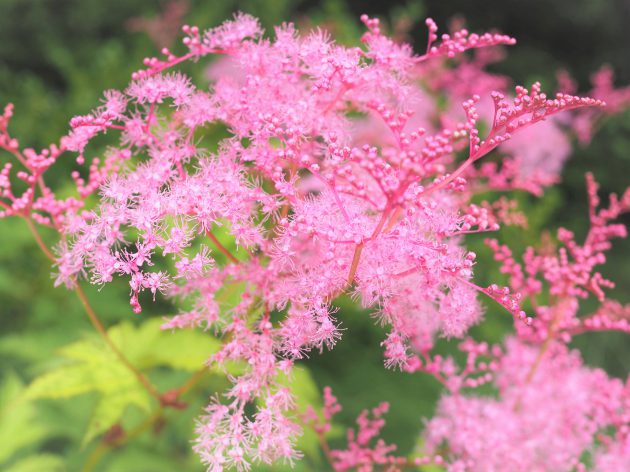 カラーリーフガーデンの植物図鑑 紫陽花 シモツケソウ 軽井沢千住博美術館