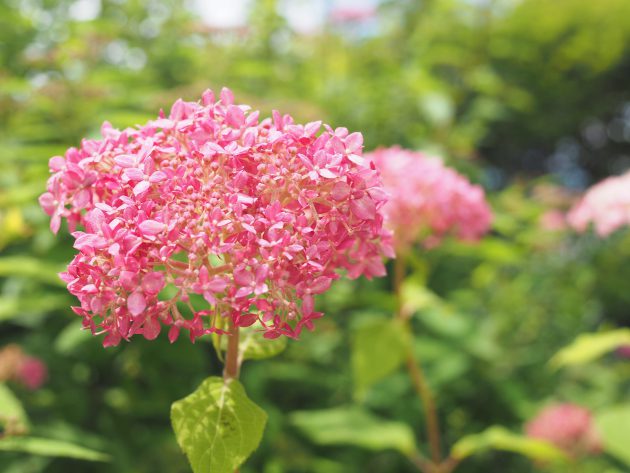 カラーリーフガーデンの植物図鑑 紫陽花 シモツケソウ 軽井沢千住博美術館